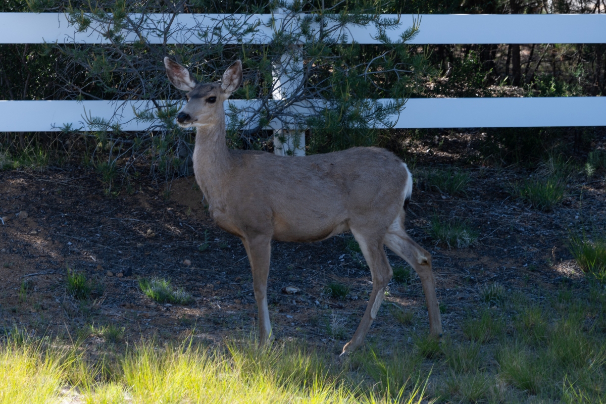 DSC_1861.jpg