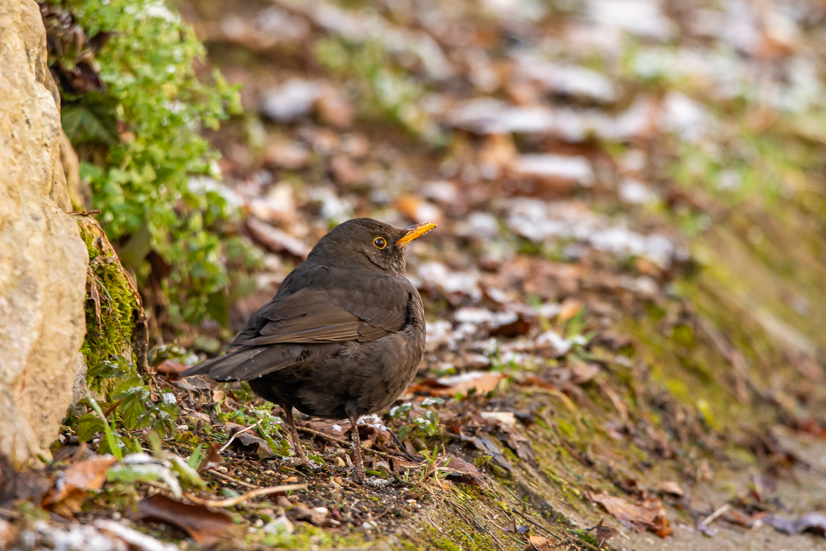 DSC_1881.jpg