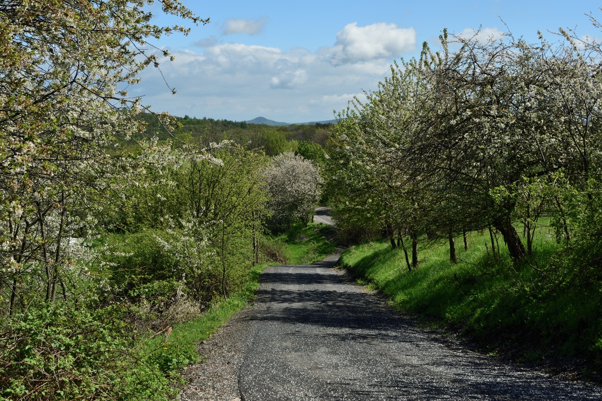 DSC_1881_00001n.jpg