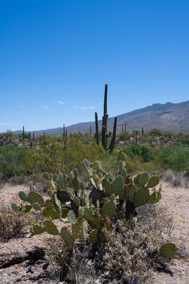 DSC_1898.jpg