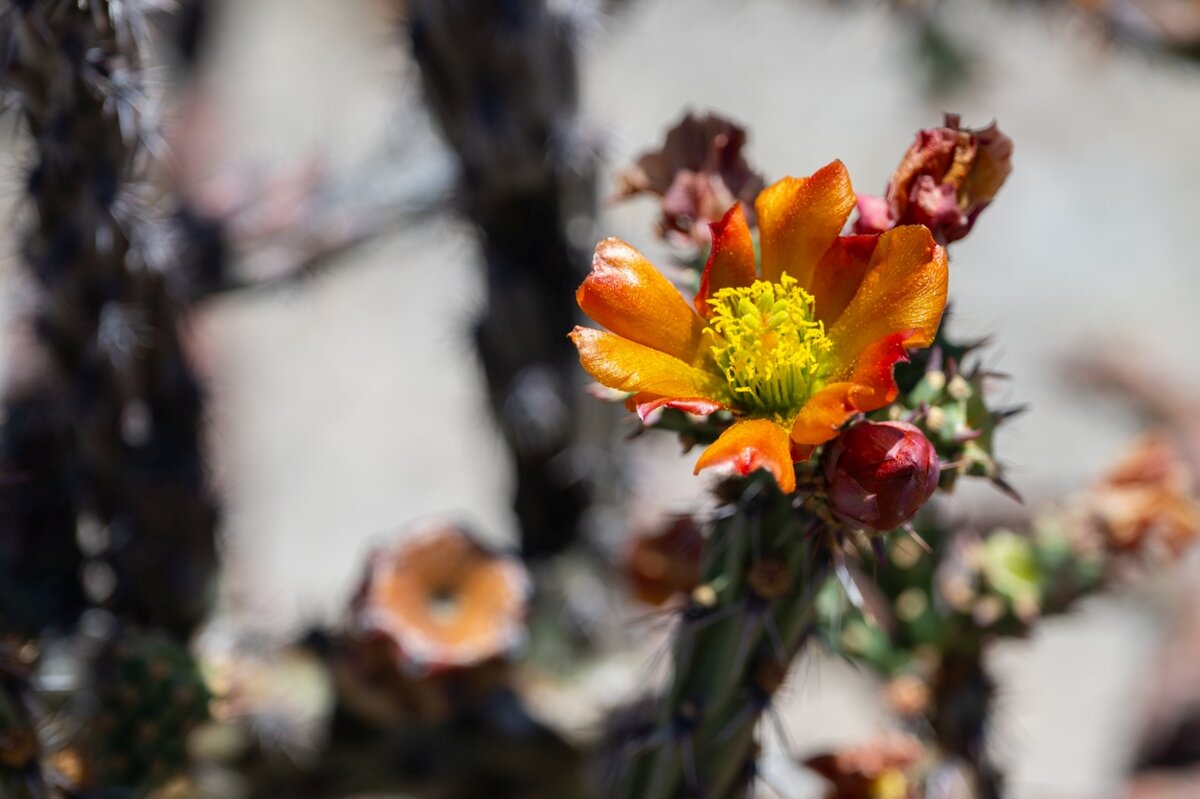 DSC_1903.jpg