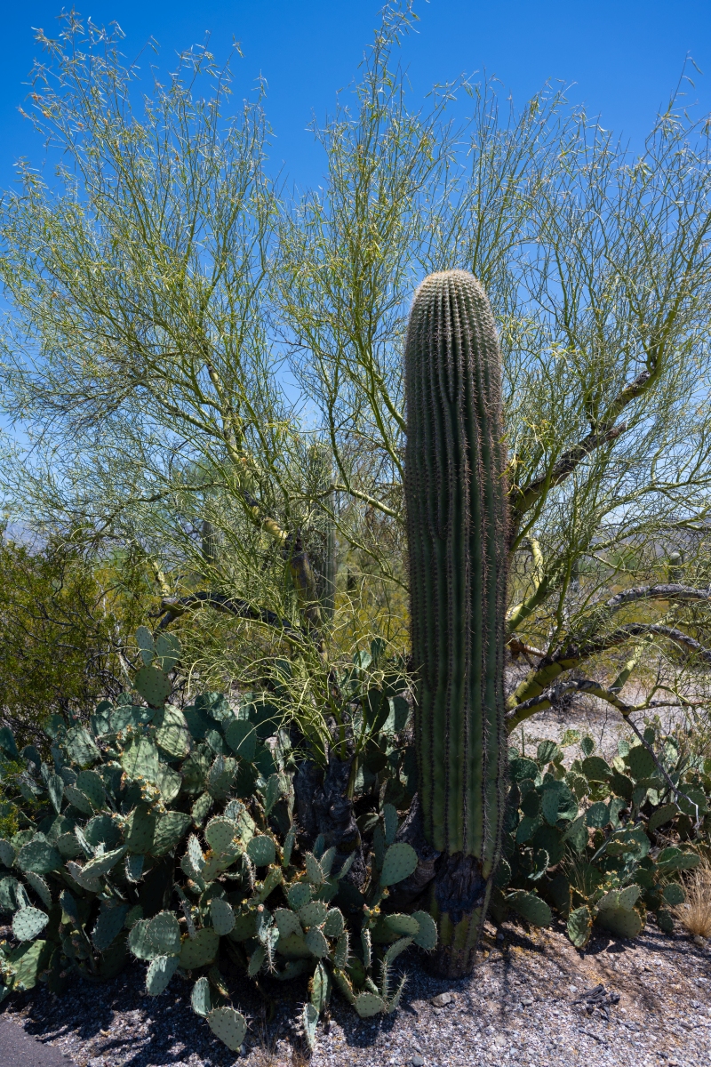 DSC_1907.jpg