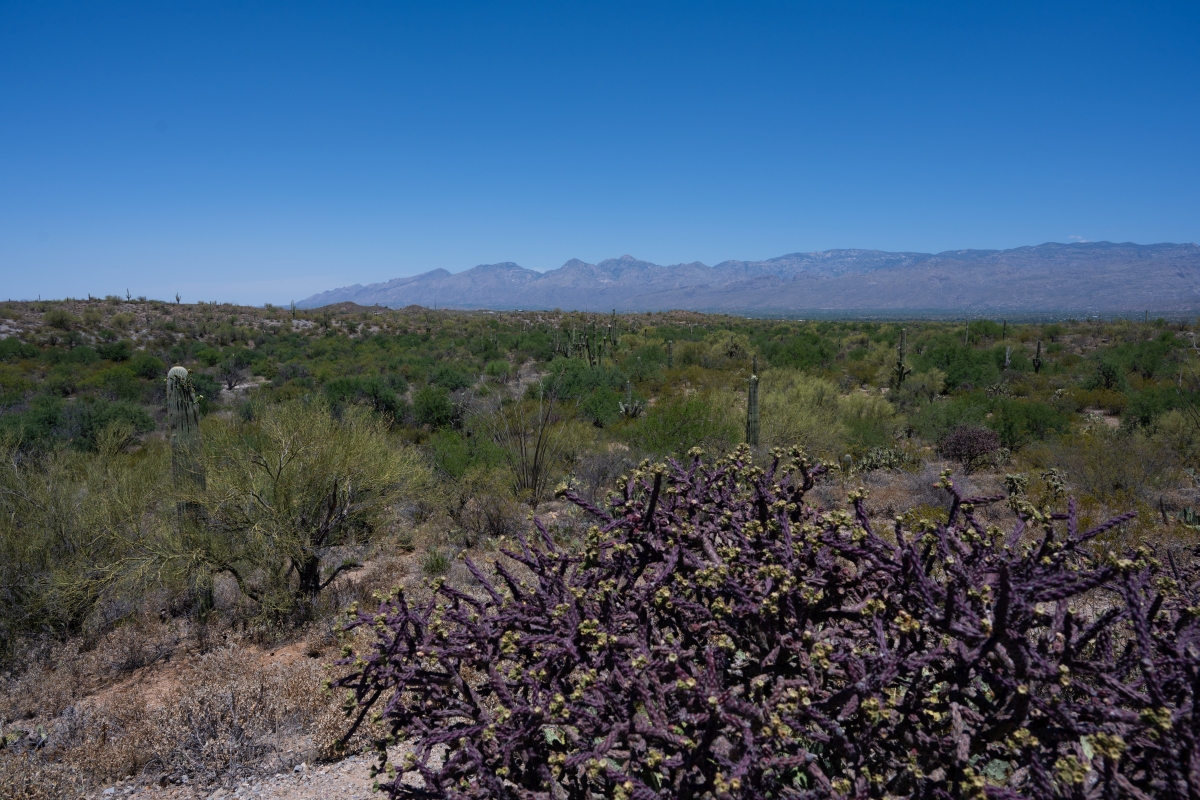 DSC_1908.jpg