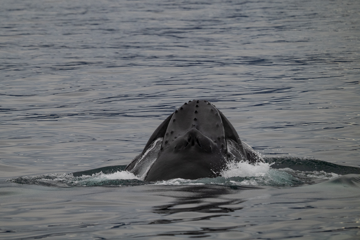 DSC_1911.jpg