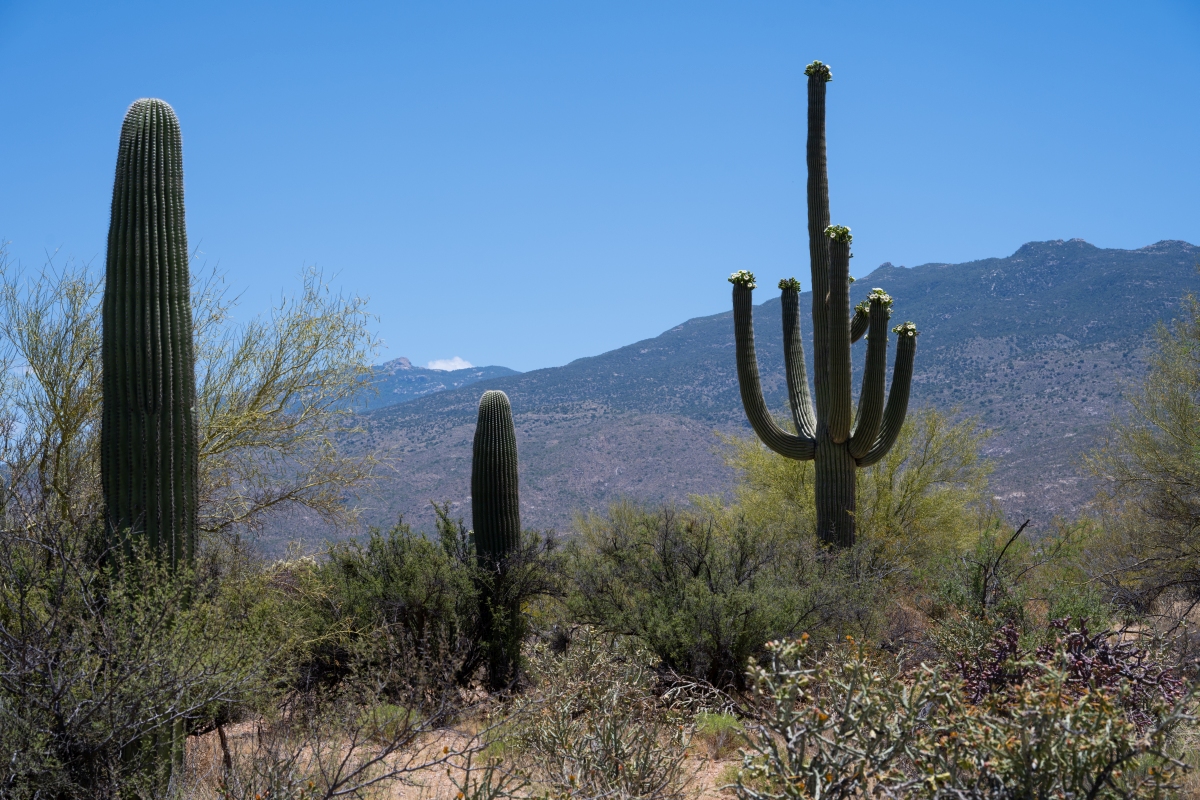 DSC_1925.jpg
