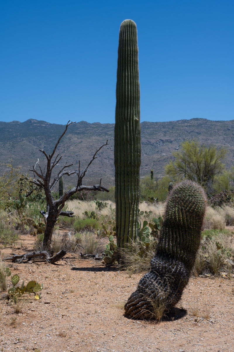DSC_1946.jpg