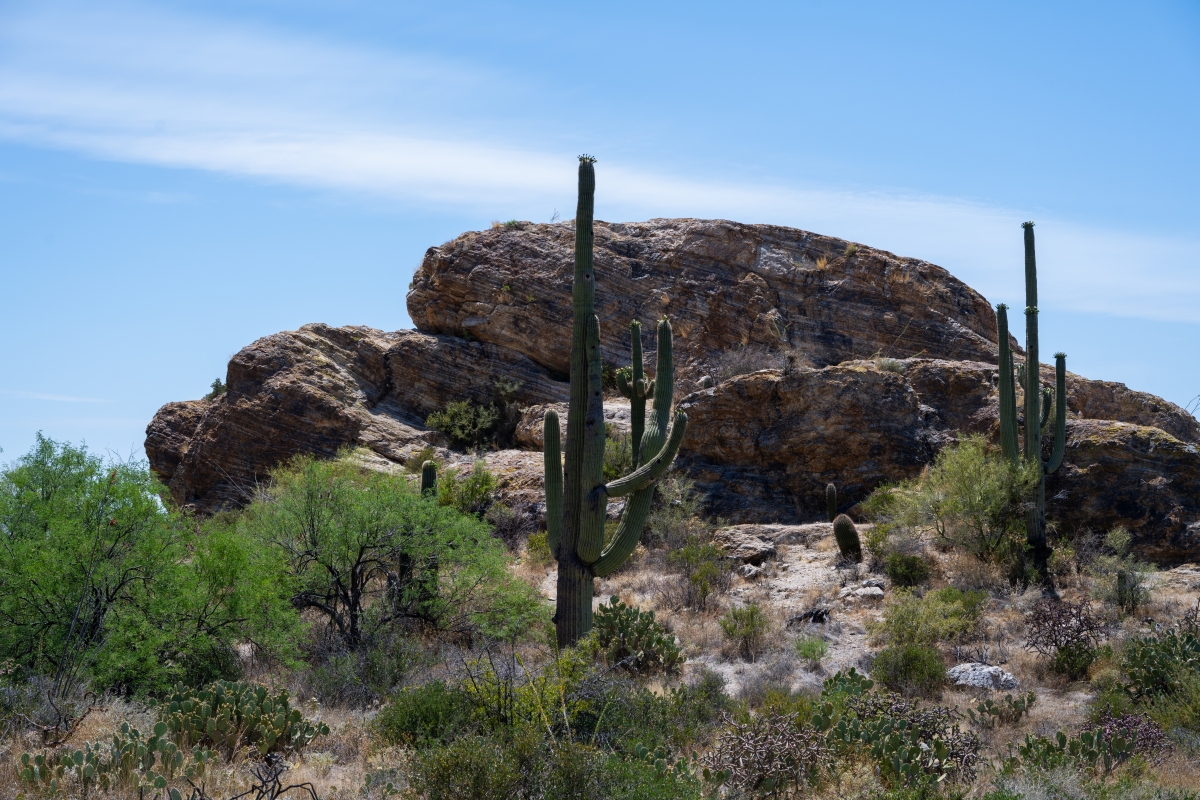DSC_1952.jpg