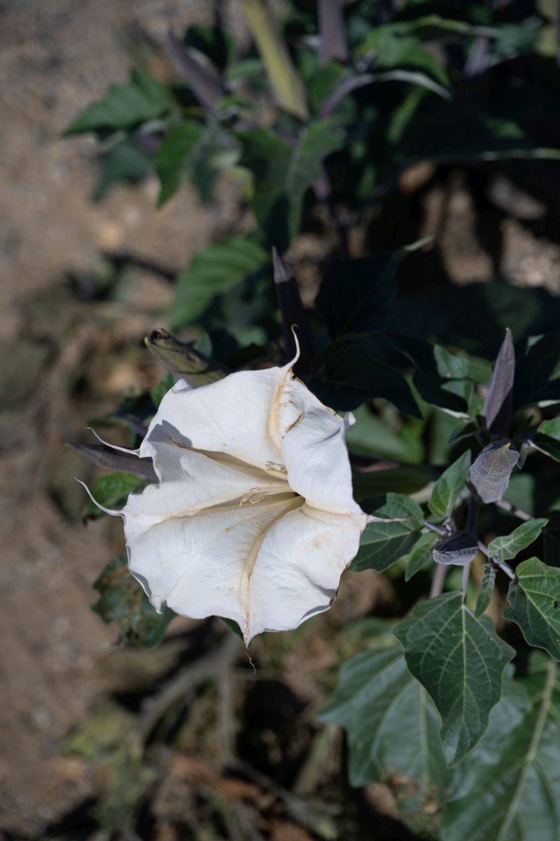 DSC_1993.jpg