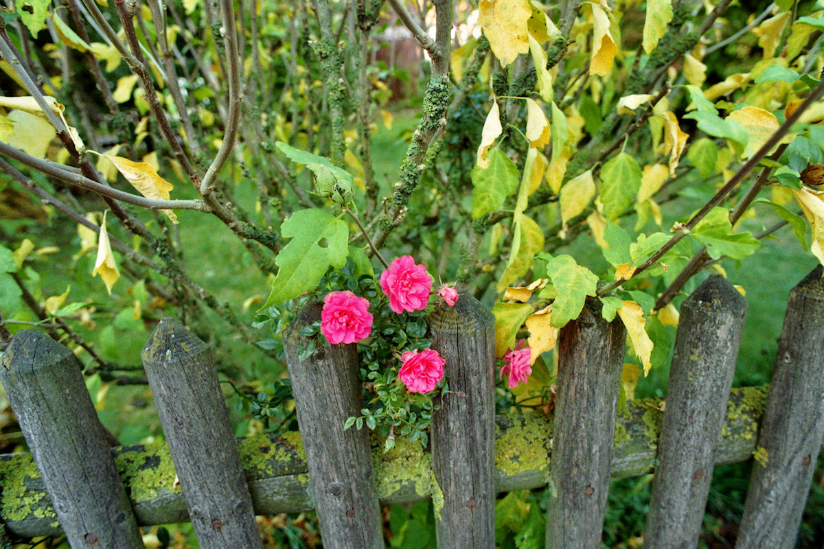 DSC_1MB.jpg