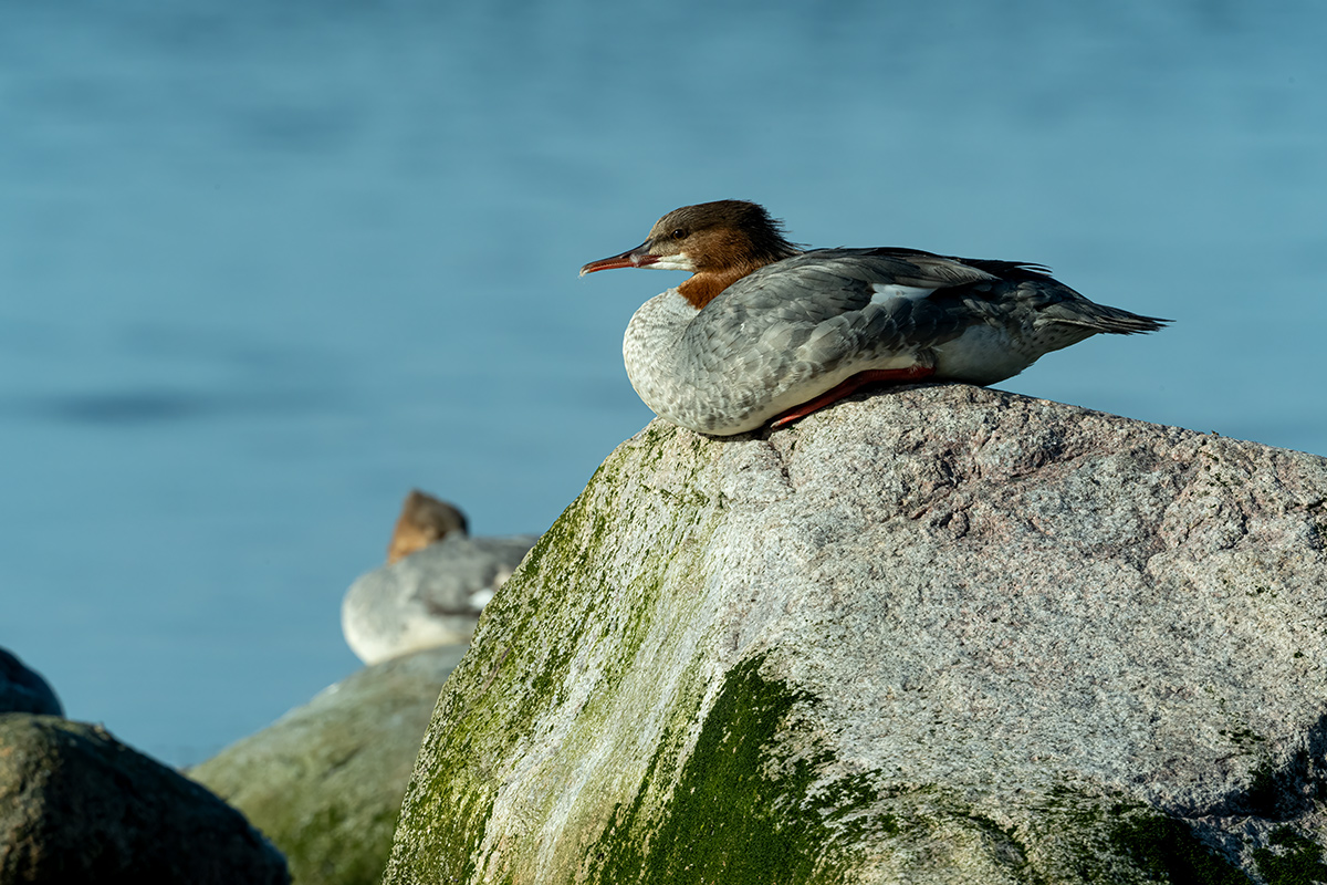 DSC_2035.jpg
