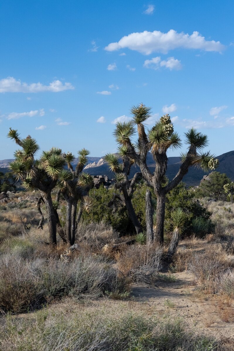 DSC_2036.jpg