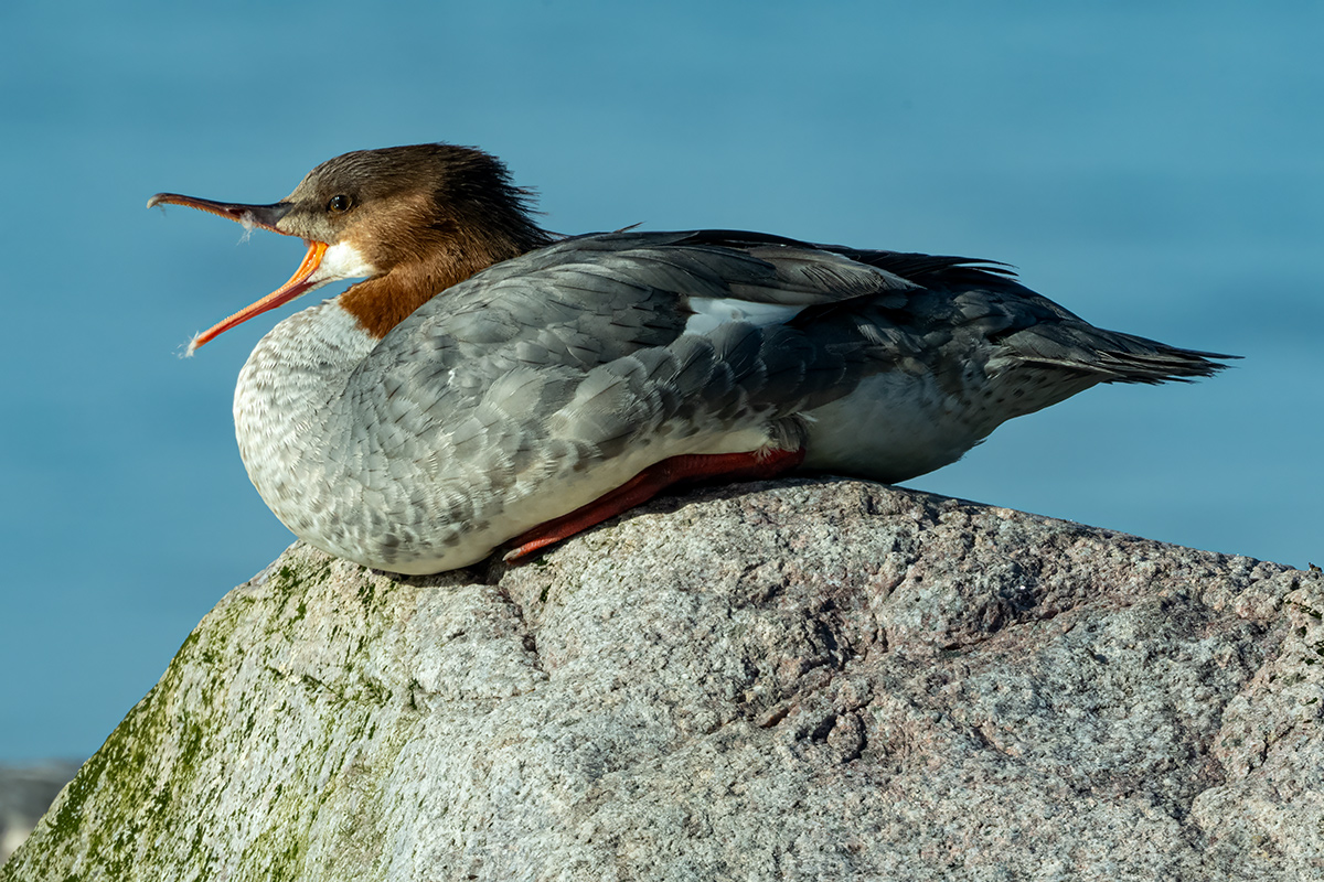 DSC_2036.jpg
