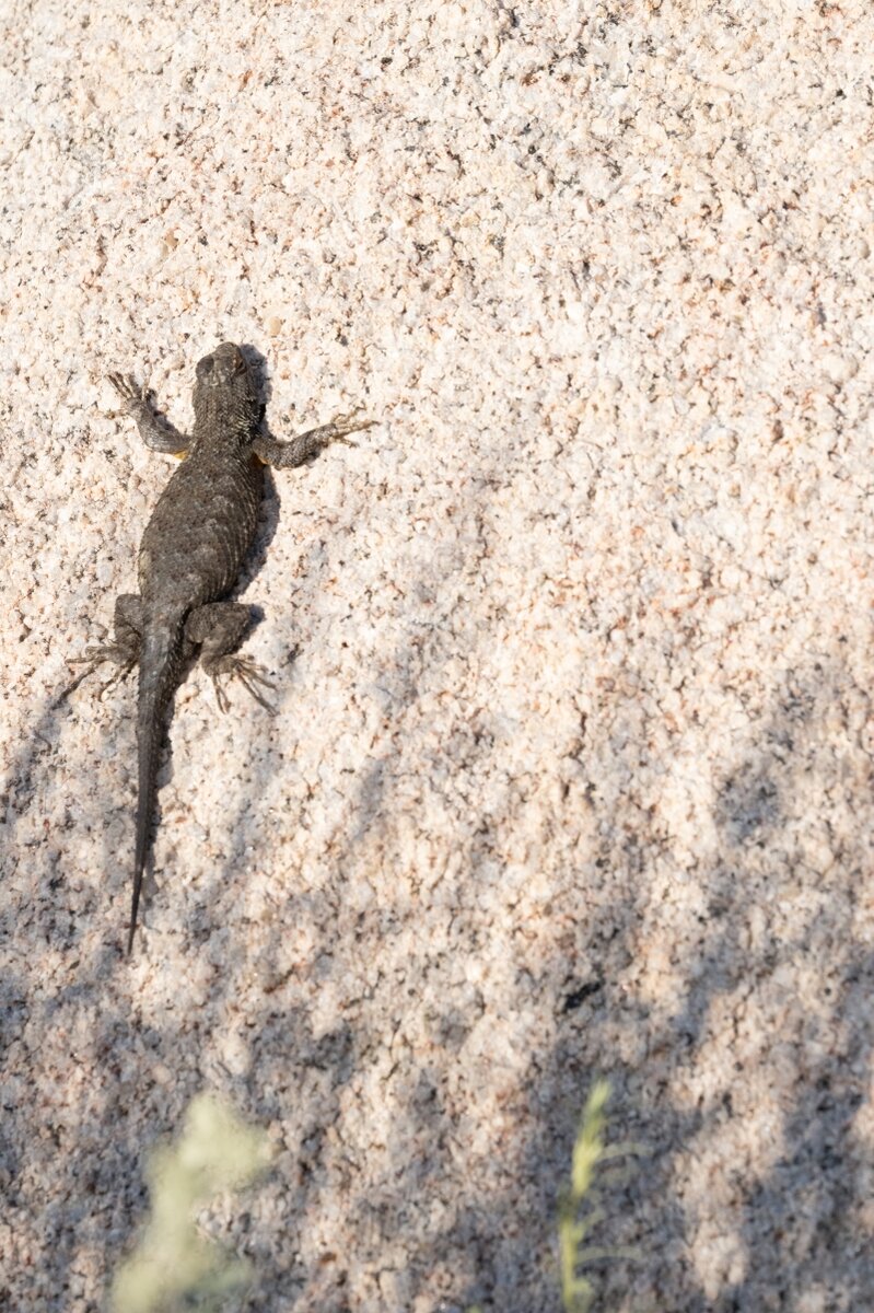 DSC_2049.jpg