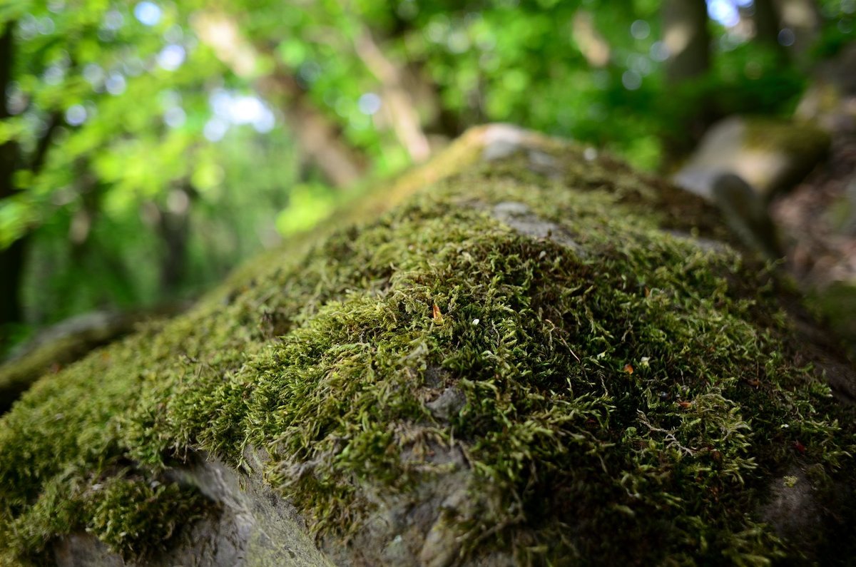 DSC_2049_00001n.jpg