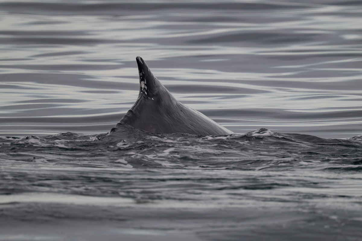 DSC_2070.jpg