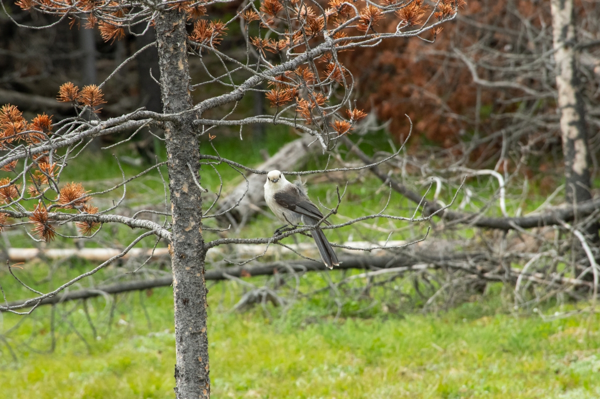 DSC_2089.jpg