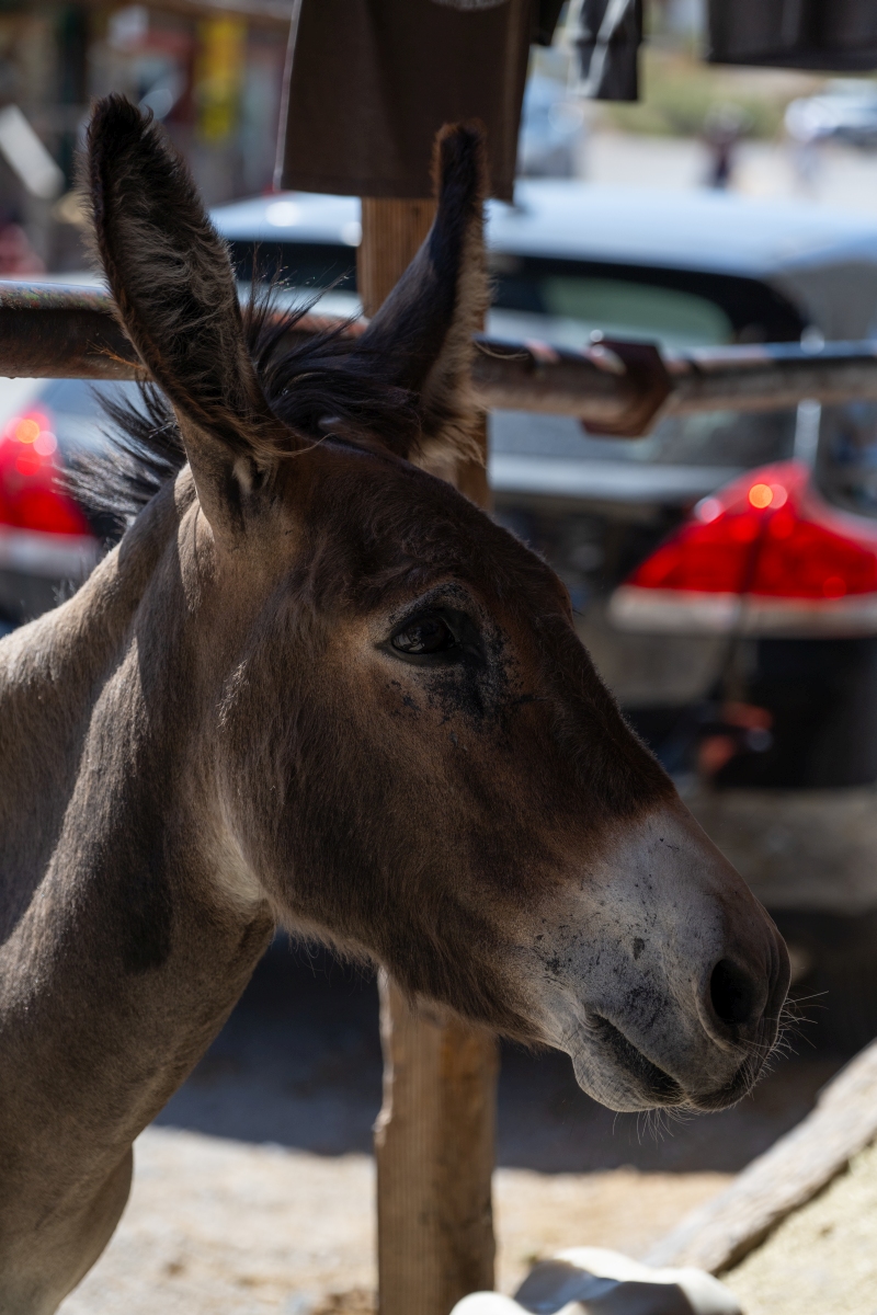 DSC_2124.jpg
