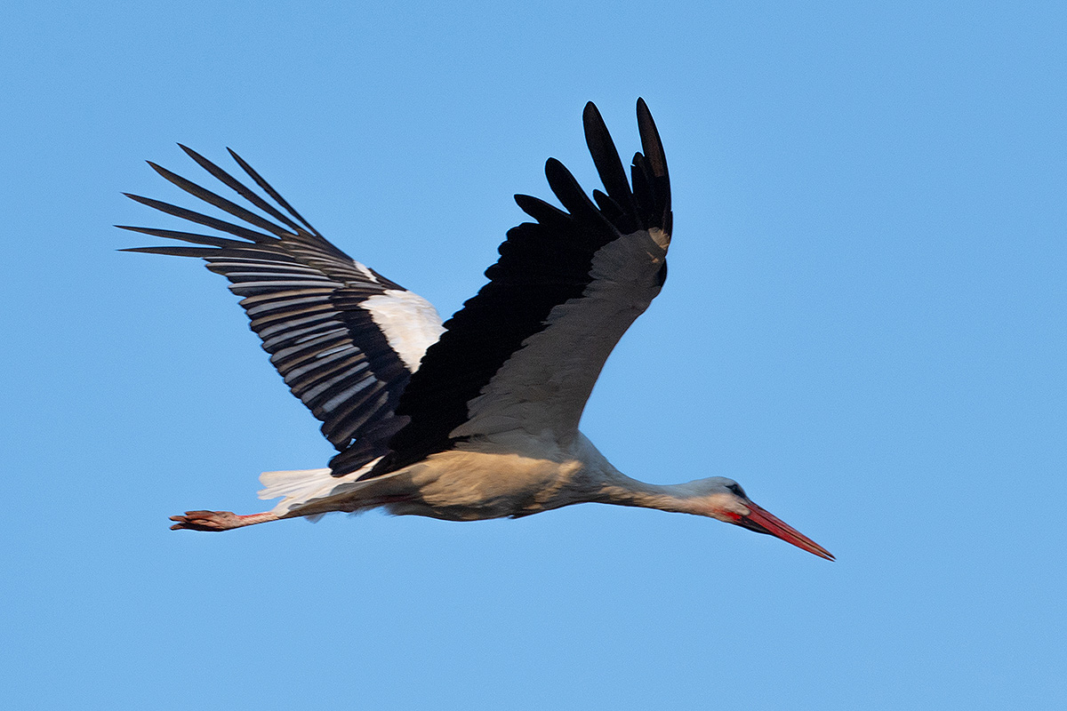 DSC_2147k.jpg