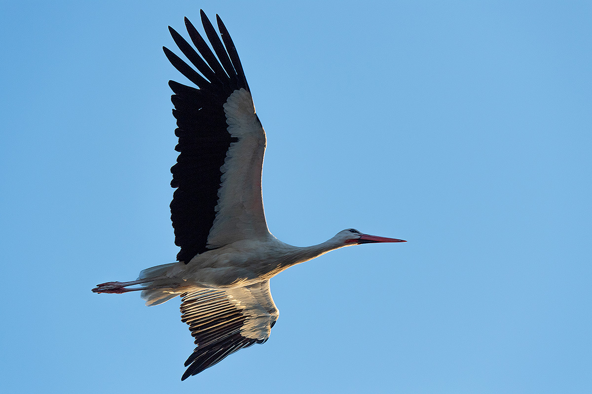 DSC_2194k.jpg