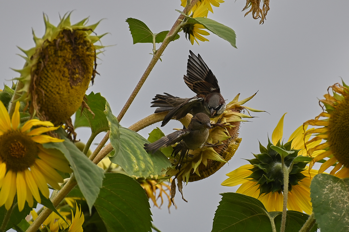 DSC_2208_3.jpg