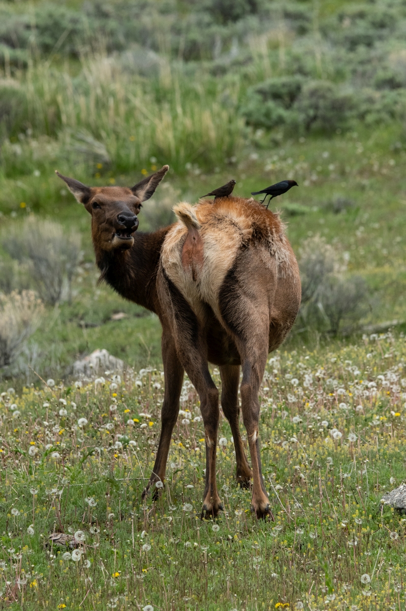 DSC_2218.jpg