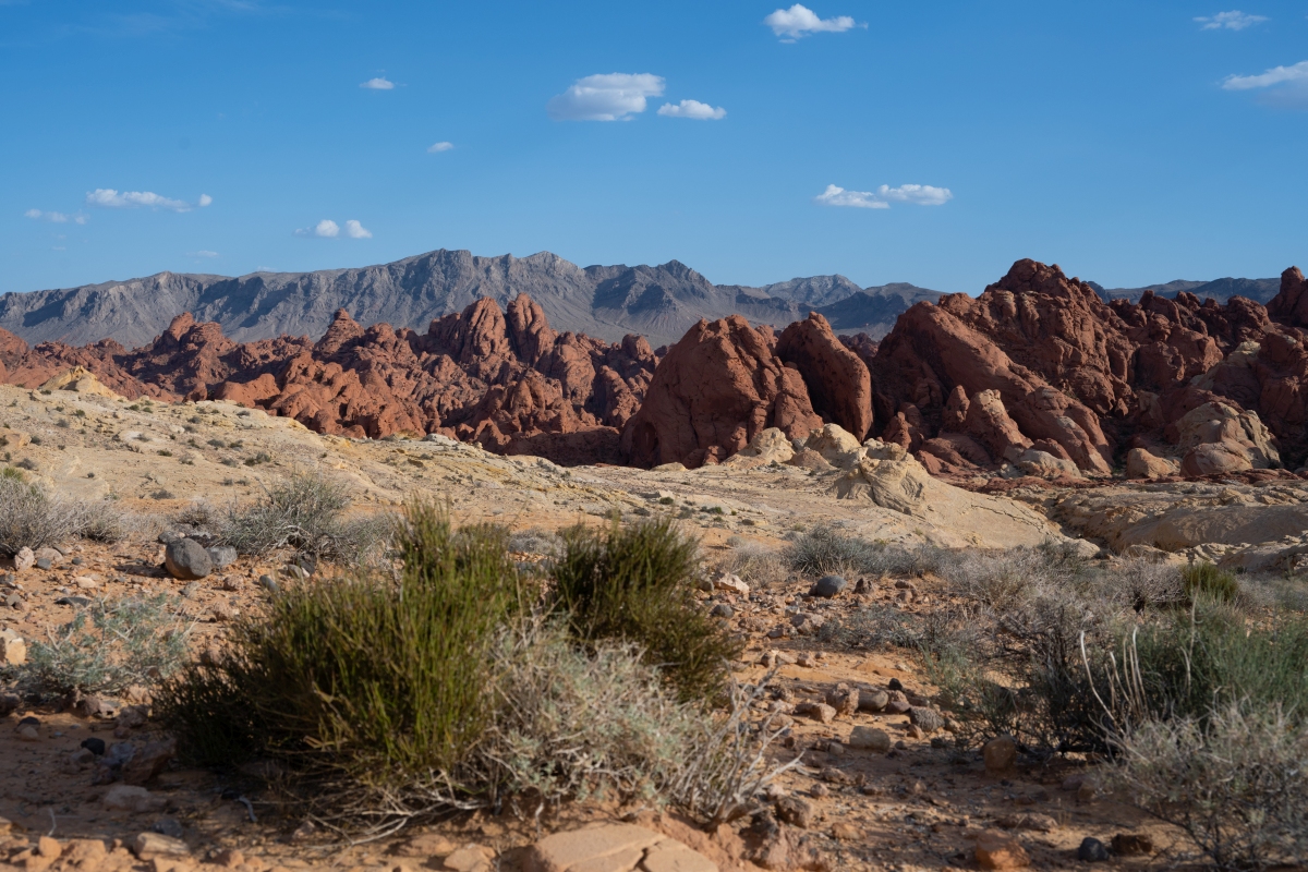 DSC_2236.jpg