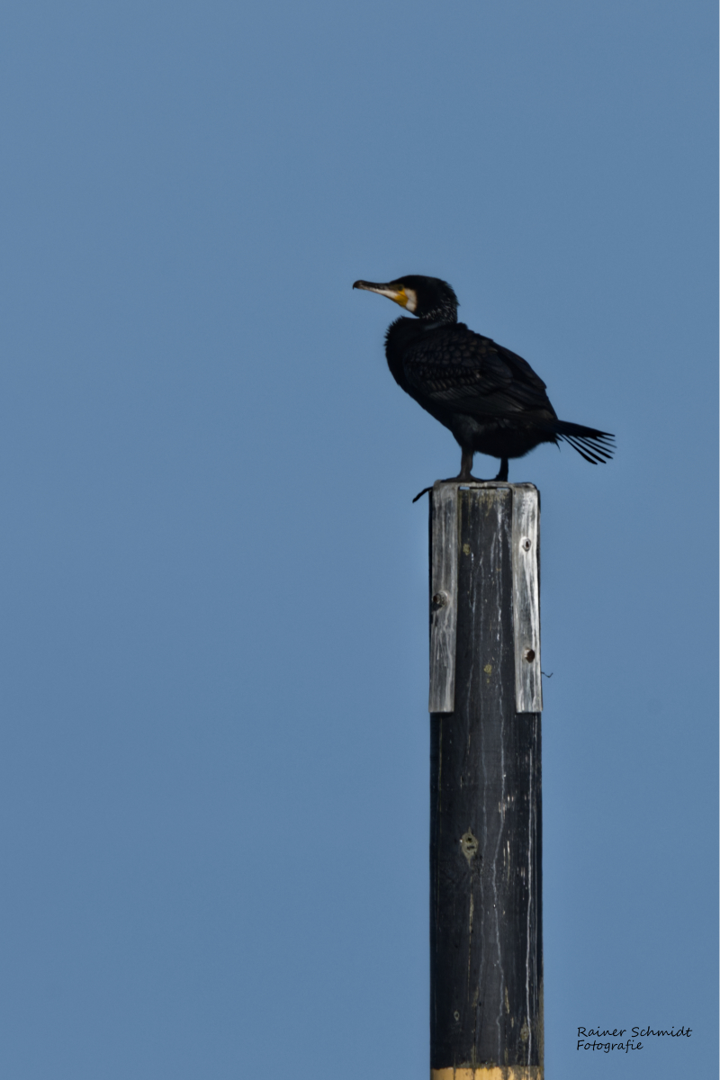 DSC_2254.jpg