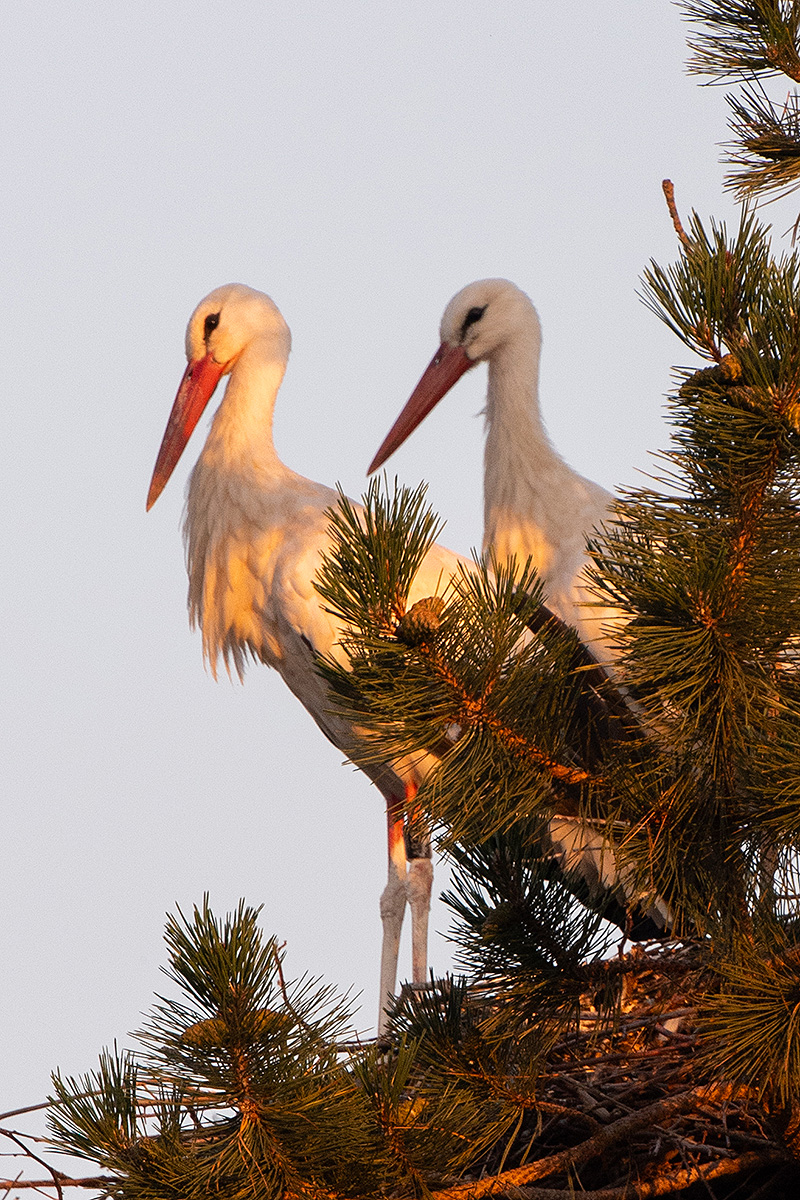 DSC_2306k.jpg