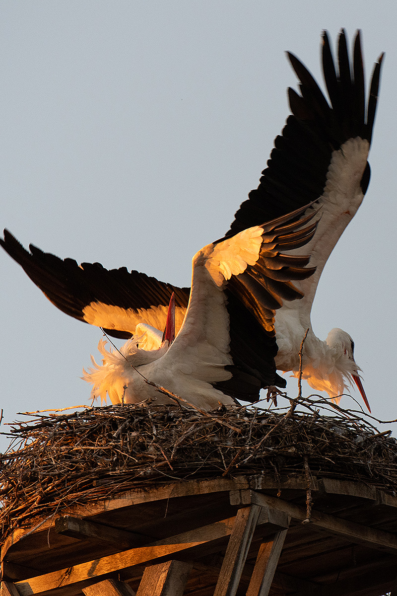 DSC_2376k.jpg