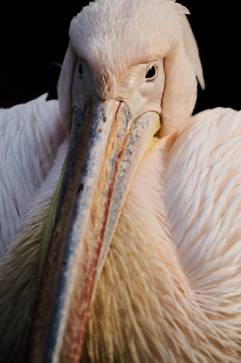 DSC_2408.jpg