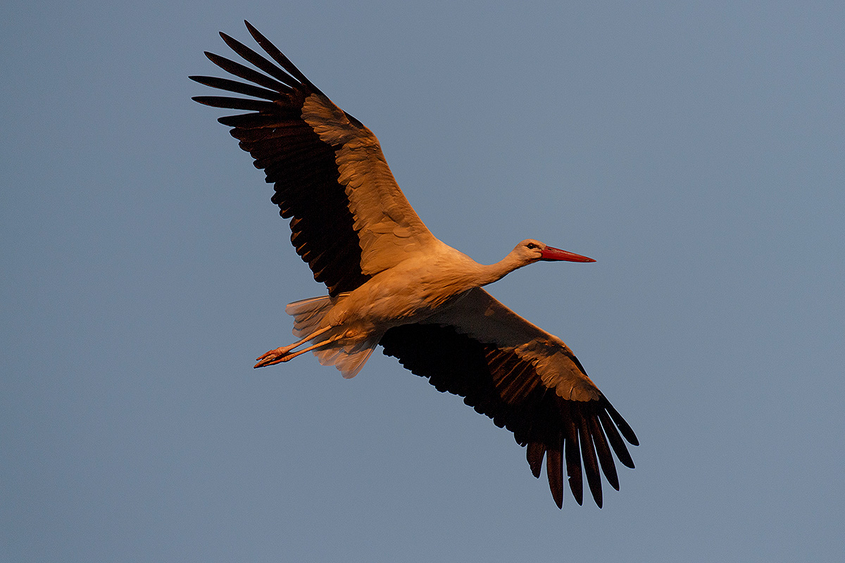 DSC_2436k.jpg