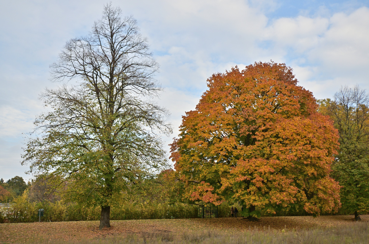 DSC_2438.JPG