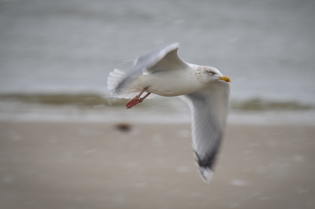 DSC_2447.jpg