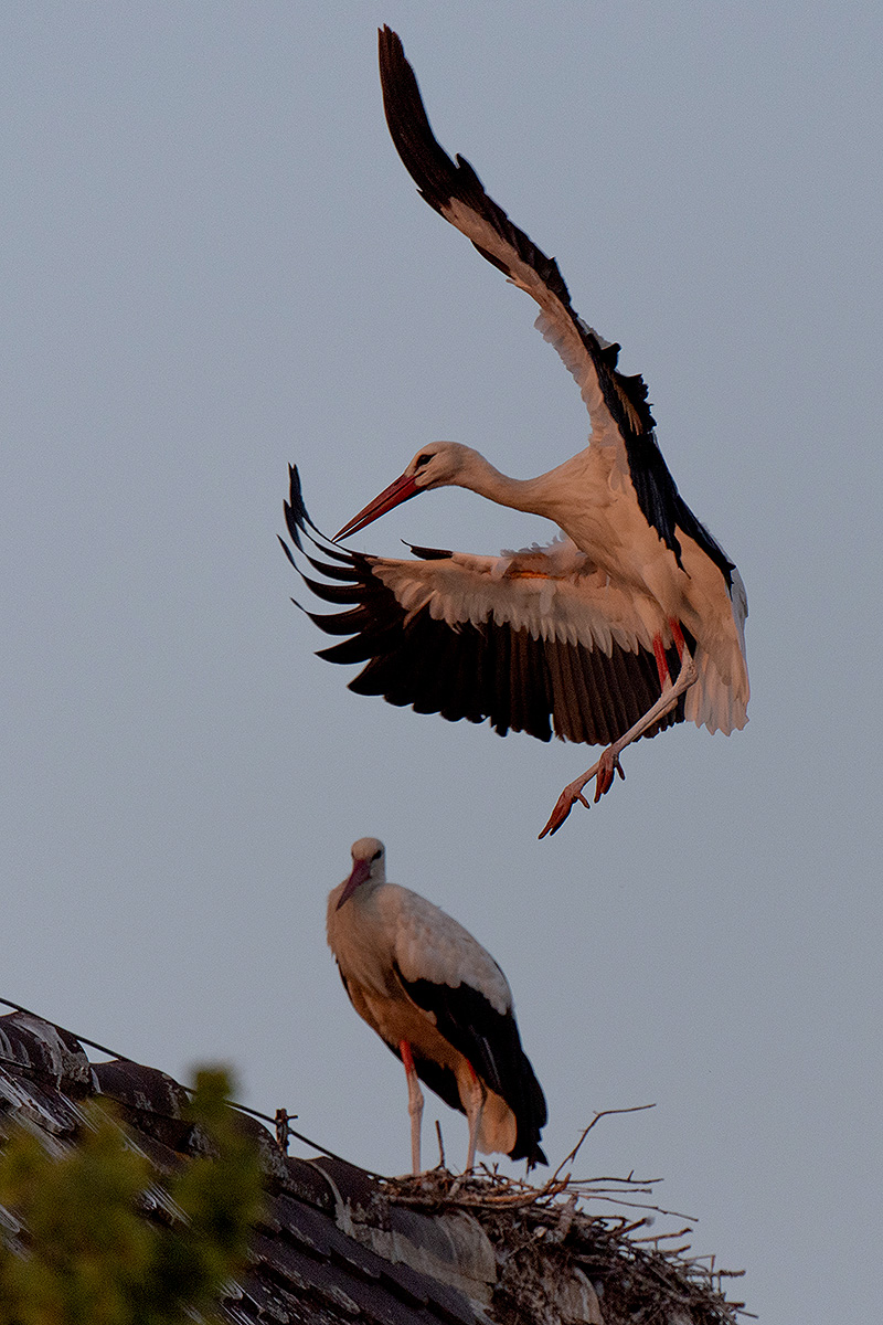 DSC_2507k.jpg