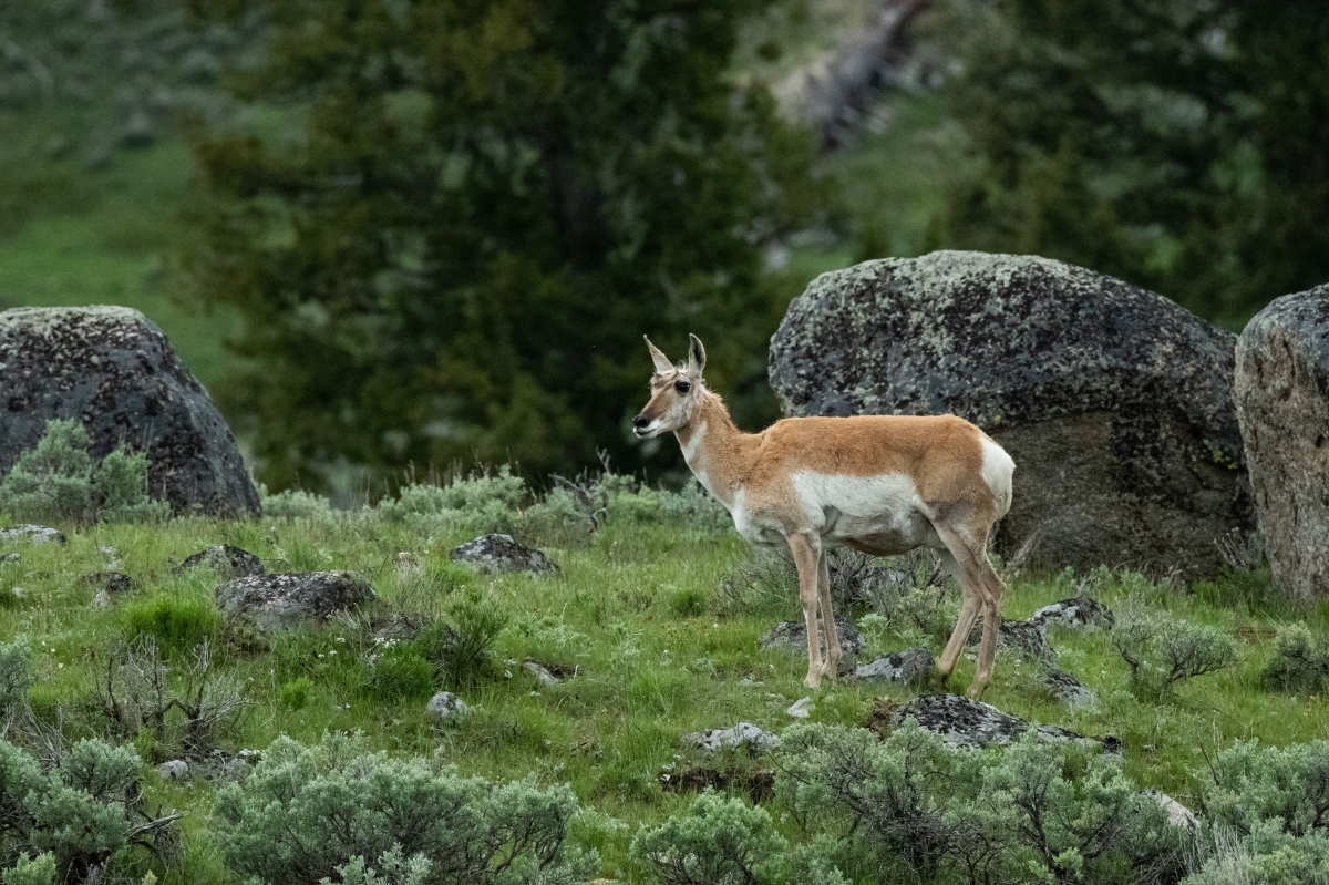 DSC_2510.jpg