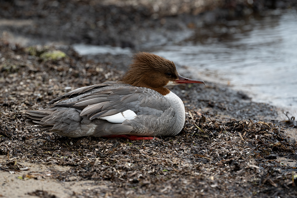 DSC_2530.jpg