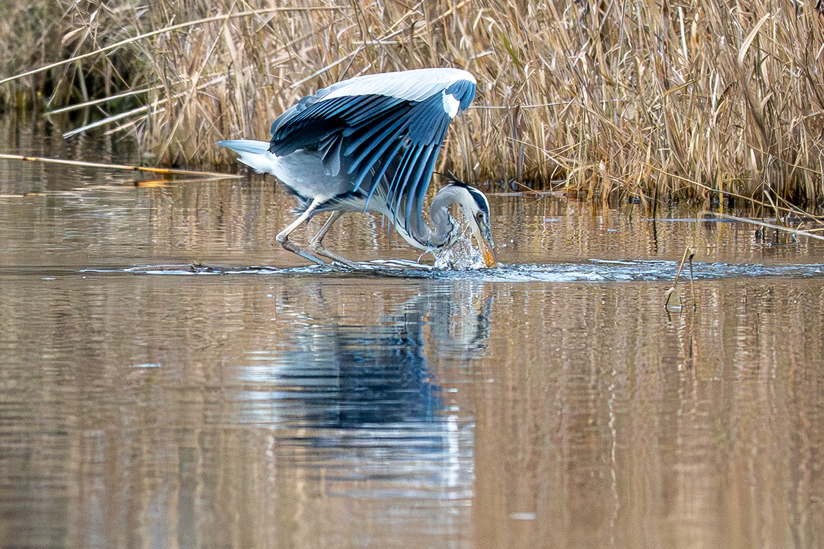 DSC_2536.jpg