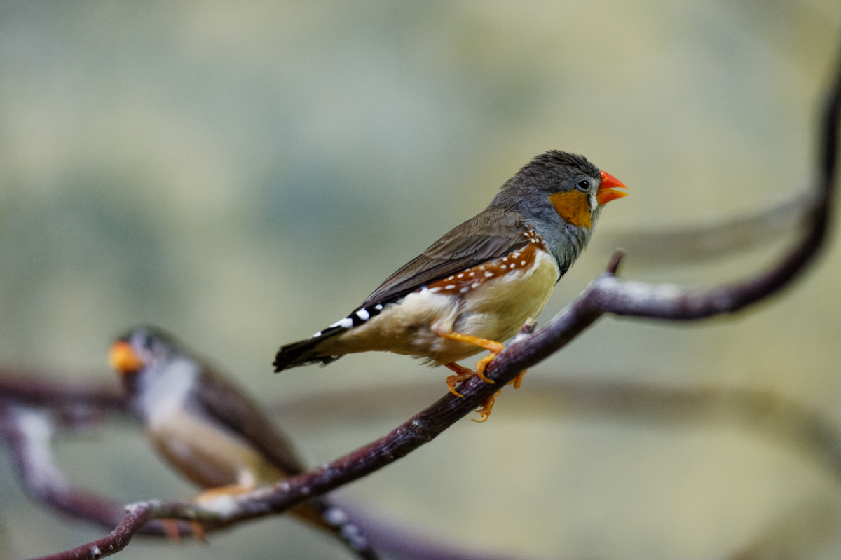 DSC_2550.jpg