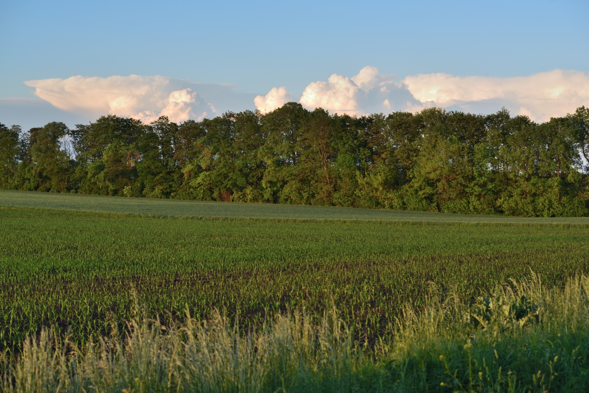 DSC_2570_00001n.jpg