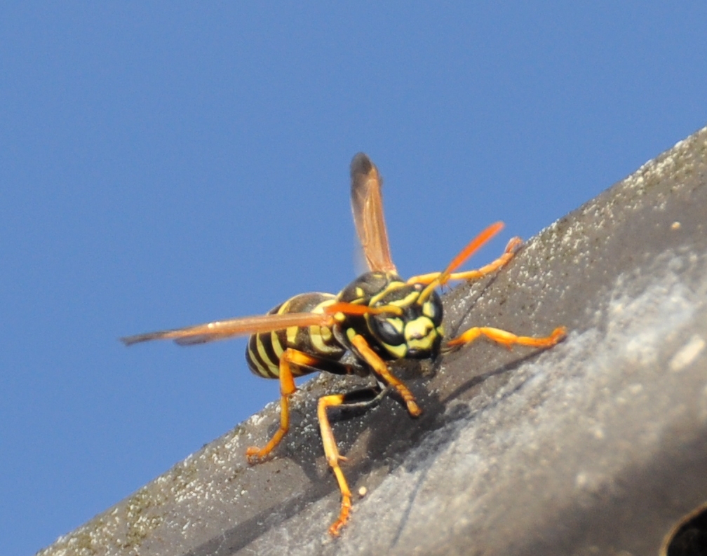 DSC_2596.JPG