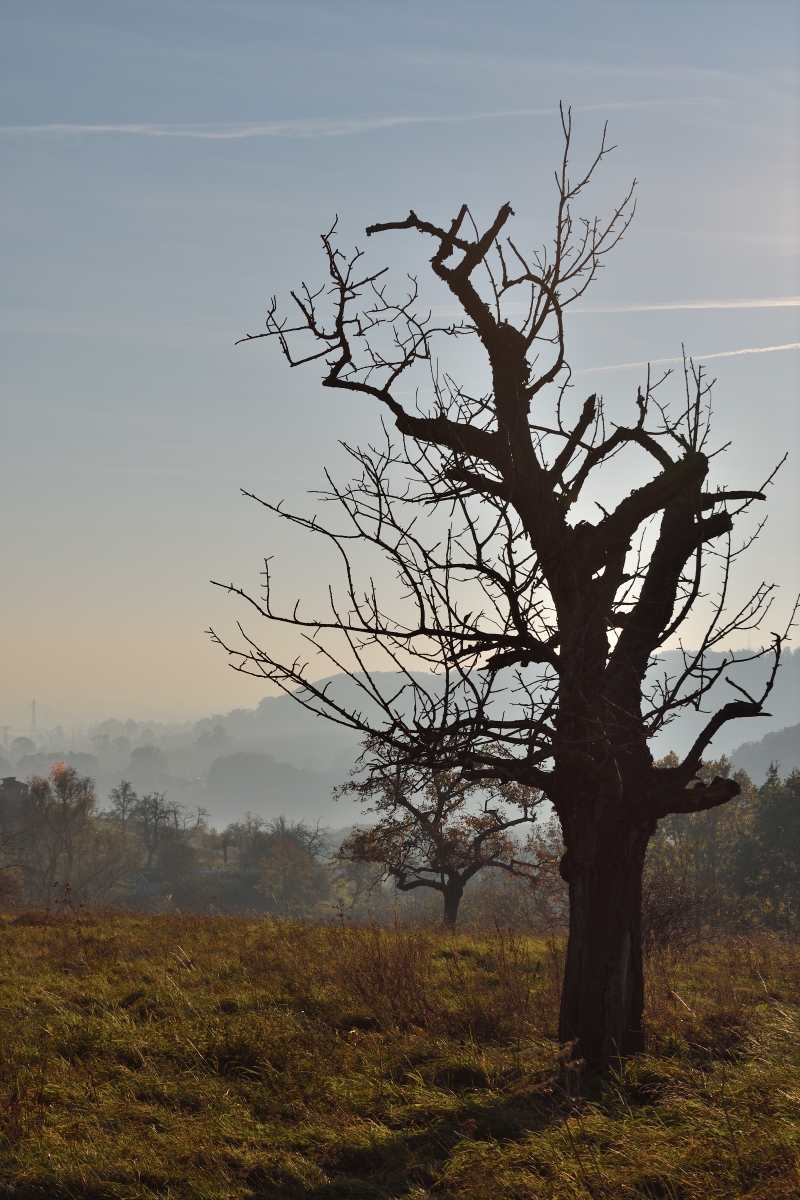 DSC_2608_00001n.jpg