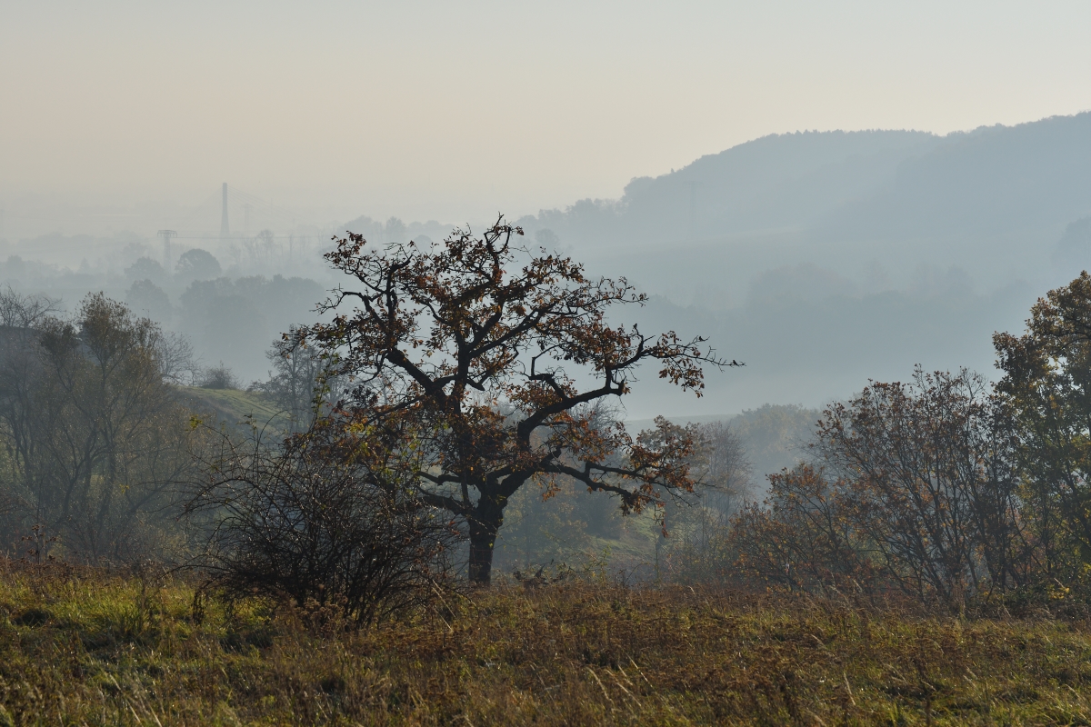 DSC_2609_00001_01n.jpg