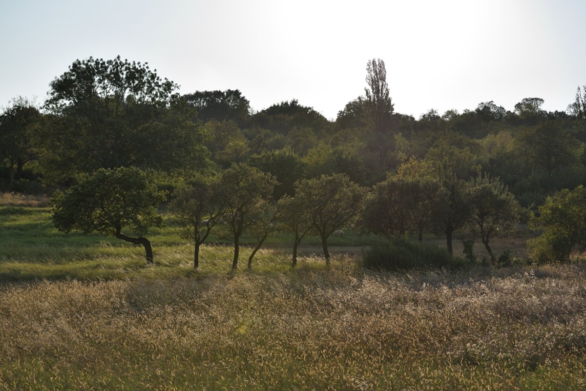 DSC_2611_00001n.jpg