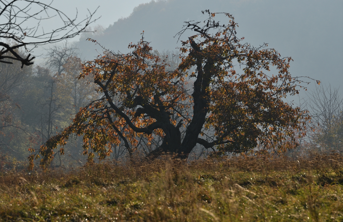 DSC_2619_00001n.jpg