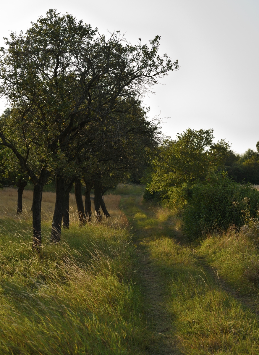 DSC_2626_00001_01kn.jpg