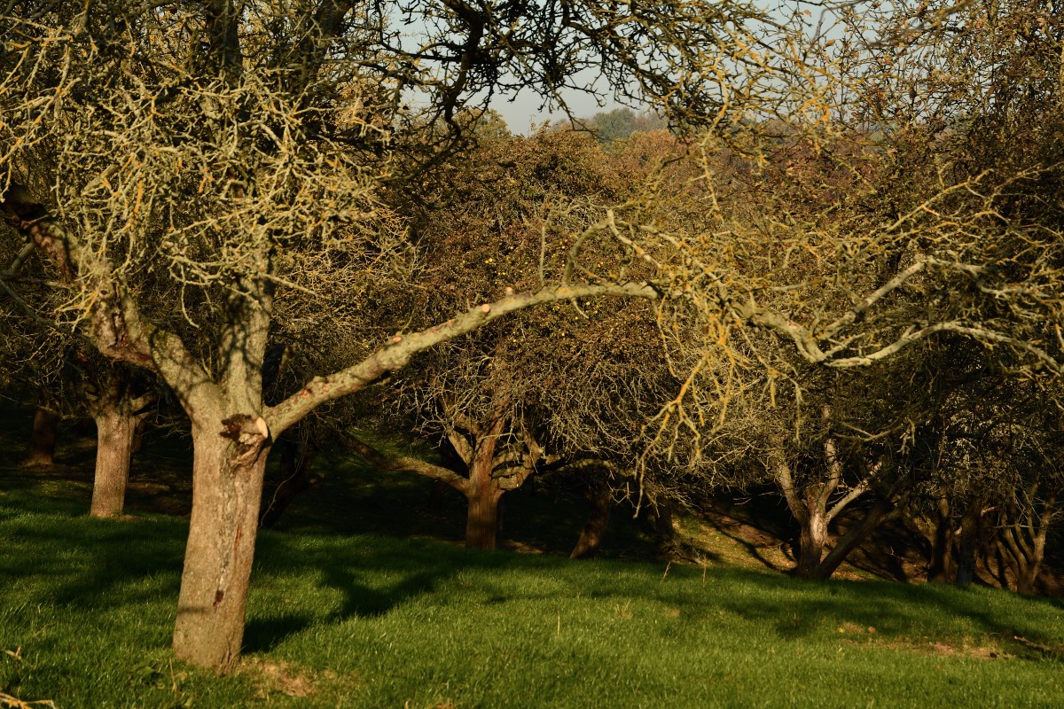 DSC_2637_00001n1.jpg
