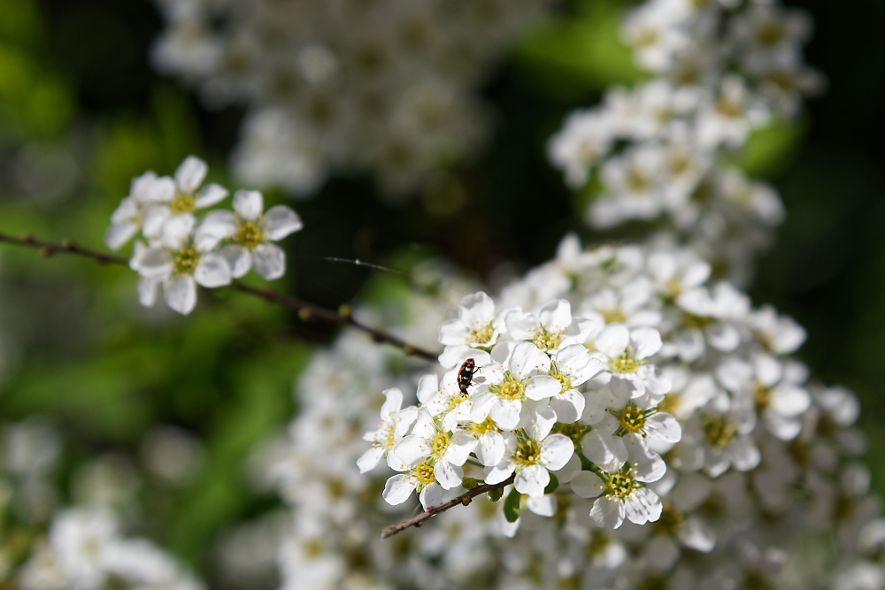 DSC_2644_DxO.jpg