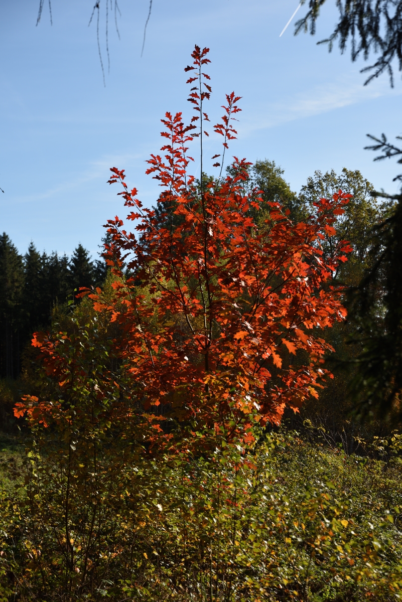 DSC_2676_00001n.jpg