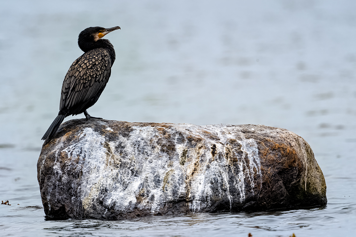 DSC_2691.jpg