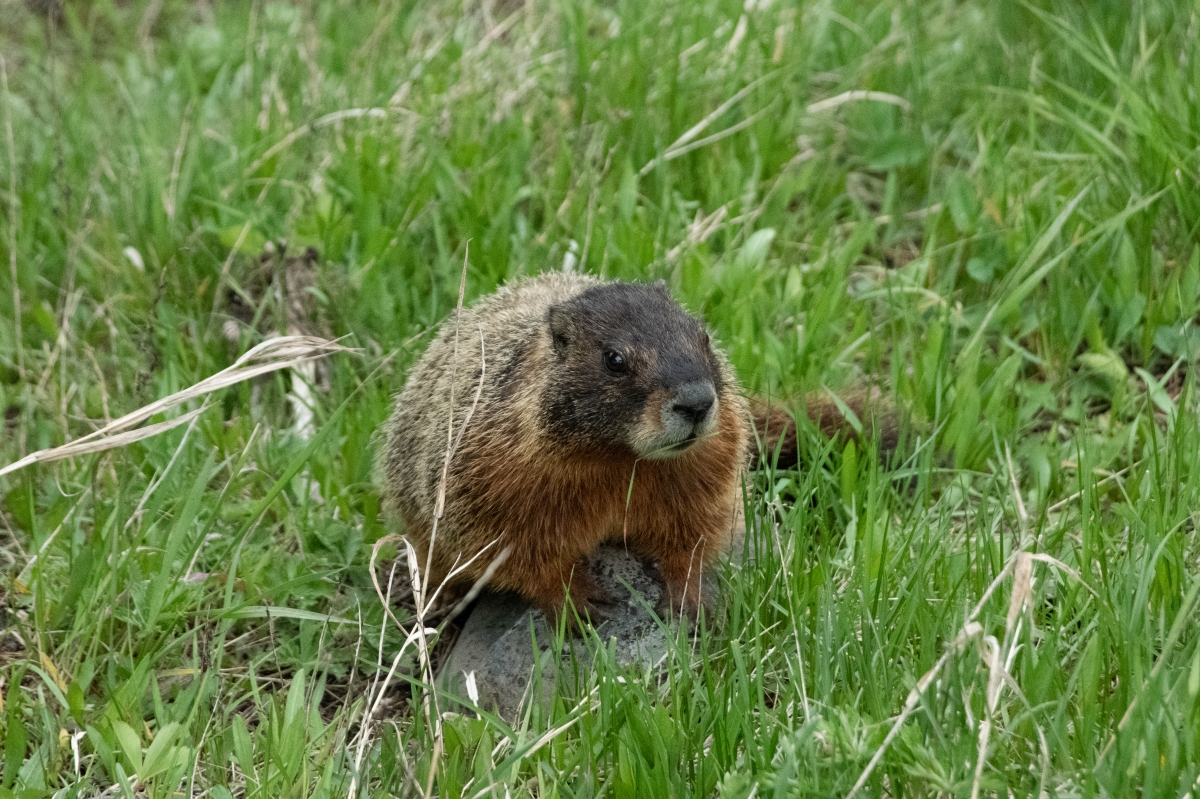 DSC_2702.jpg